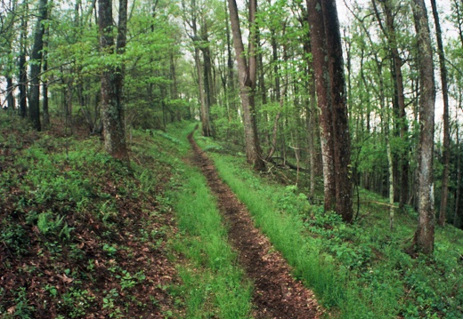 Ridge Trail